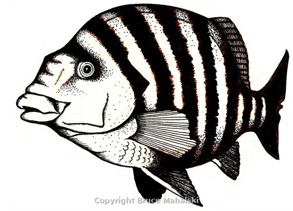 012 - Red Moki -Picture 2